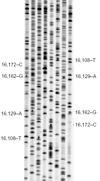 analisidnatk5.gif